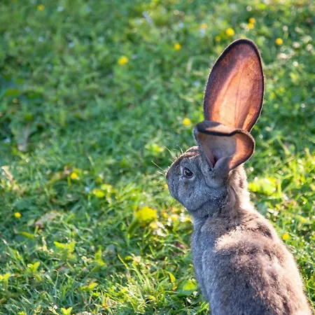 Living Legends - Tiny House Auf Den Wiesen Der Edermuehle Pensionat
