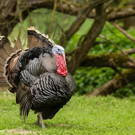 Living Legends - Tiny House Auf Den Wiesen Der Edermuehle 4* Grosspertholz