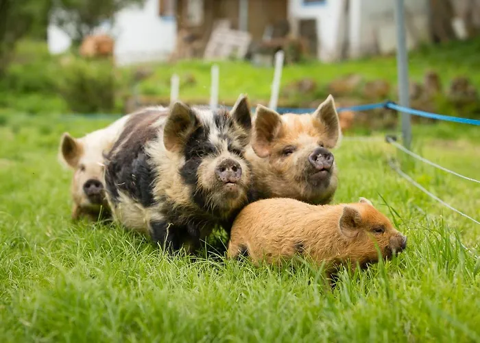 בית הארחה Living Legends - Tiny House Auf Den Wiesen Der Edermuehle 4*