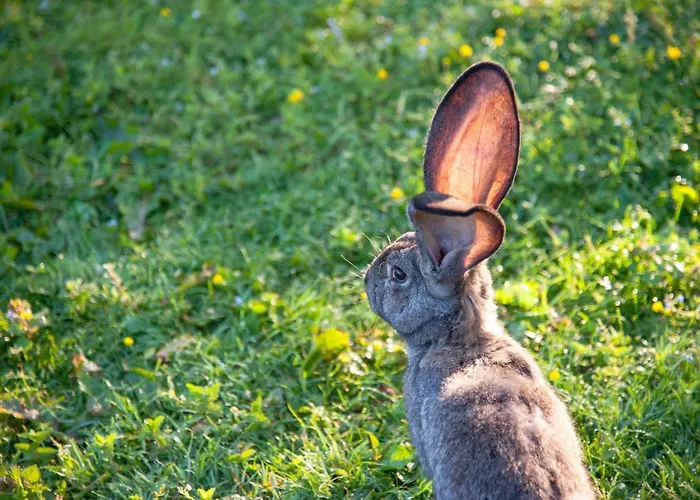 Living Legends - Tiny House Auf Den Wiesen Der Edermuehle בית הארחה