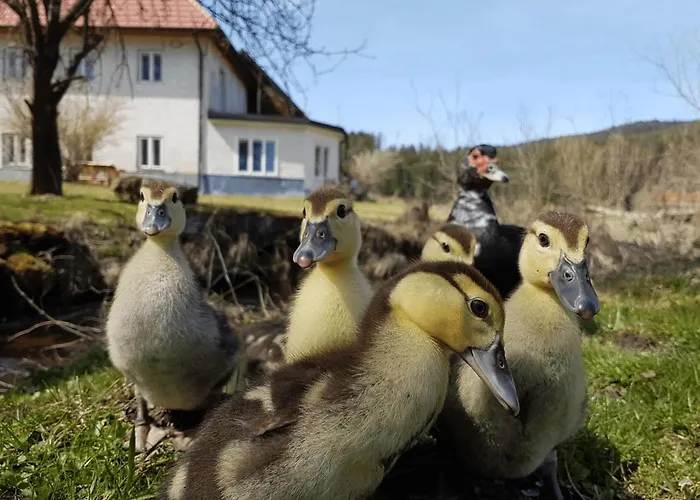 בית הארחה Living Legends - Tiny House Auf Den Wiesen Der Edermuehle 4*