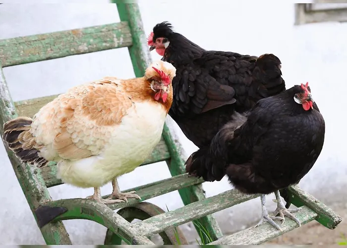 Living Legends - Tiny House Auf Den Wiesen Der Edermuehle 4* Grosspertholz